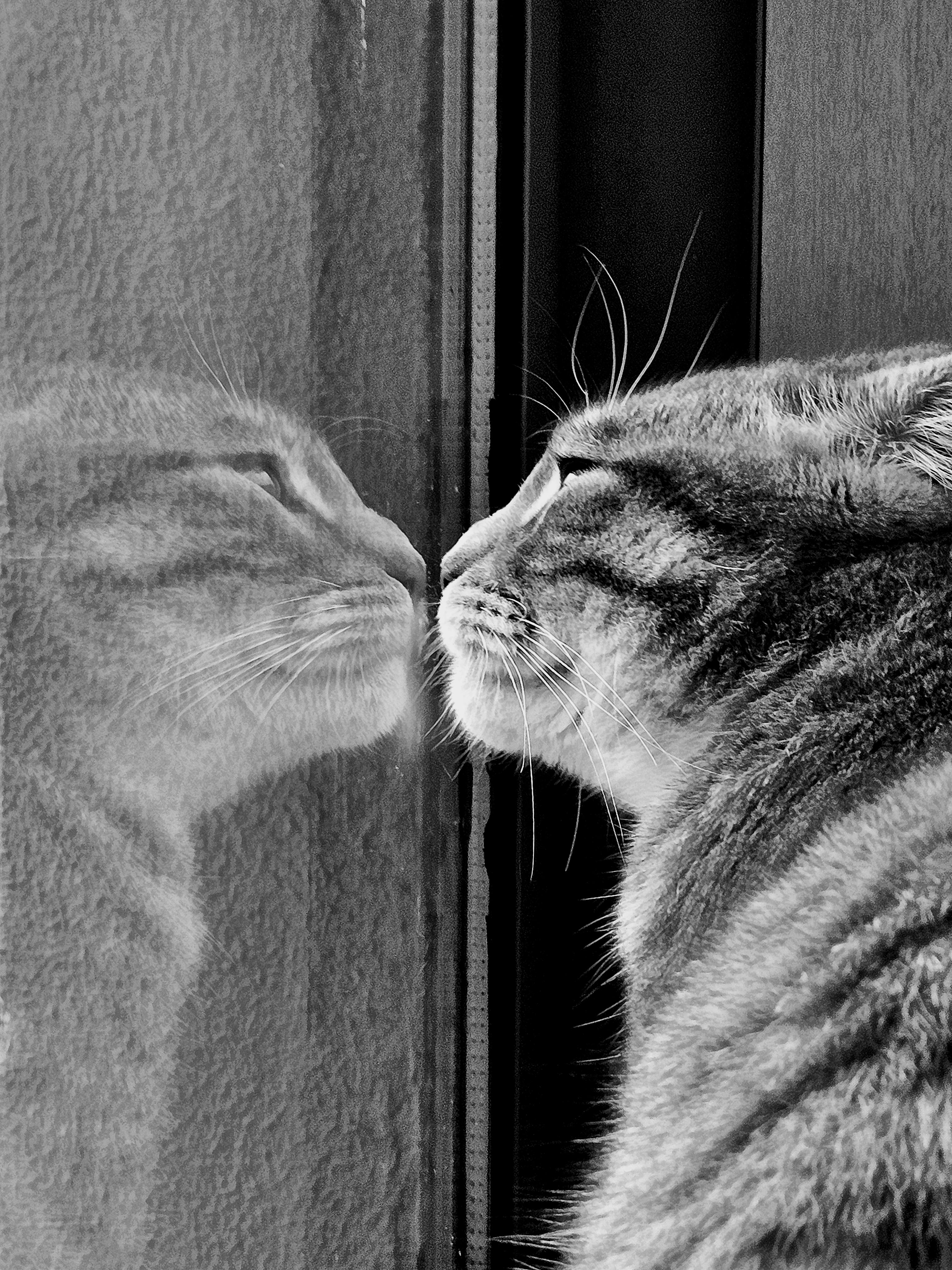 How to Keep Your Cat Entertained Indoors All Day