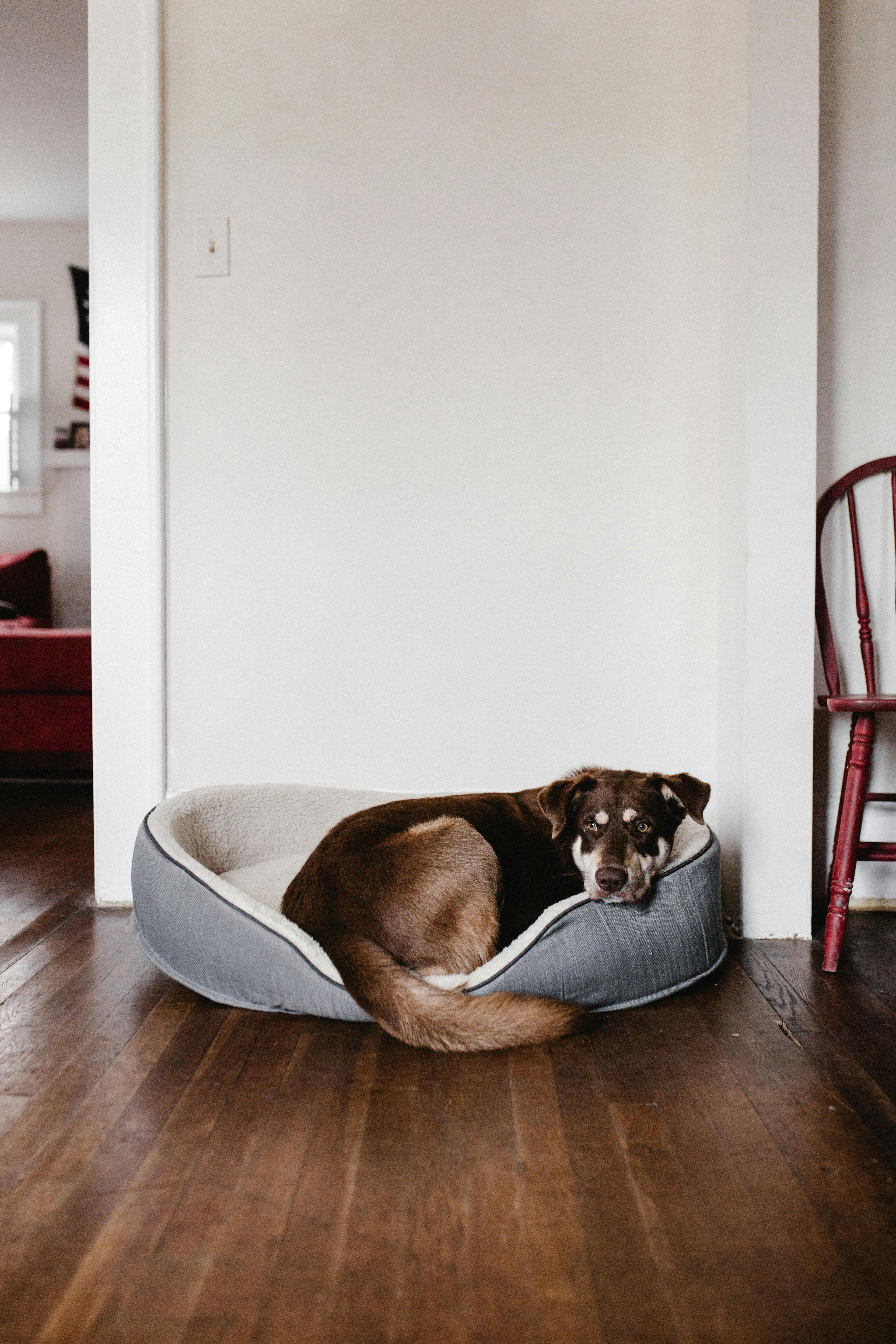 🐾 The Ultimate Guide to Choosing the Right Bed for Your Dog