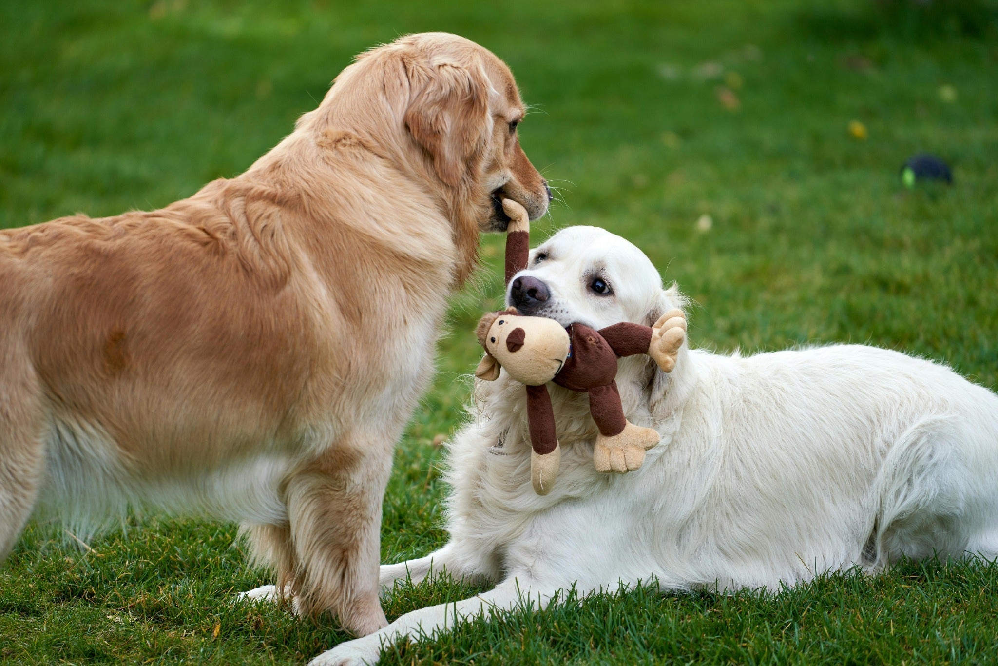 Why High-Quality Toys Are Essential for Your Pet’s Health