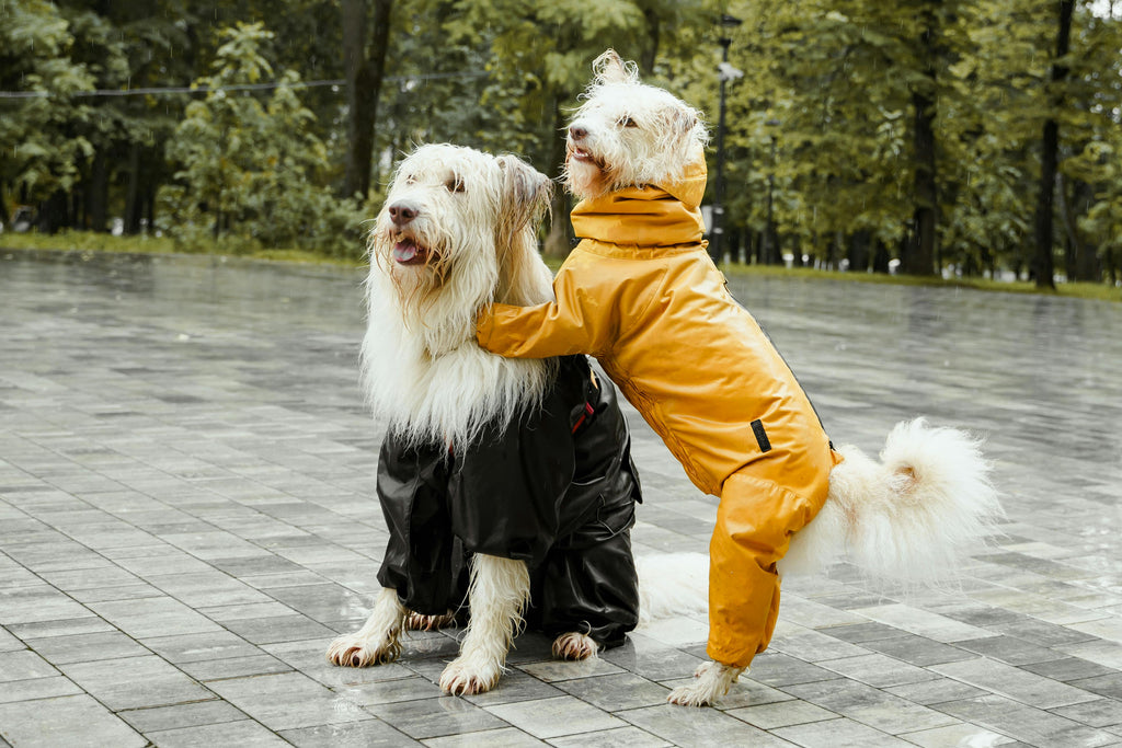 How to Measure Your Dog or Cat for the Perfect Clothing Fit