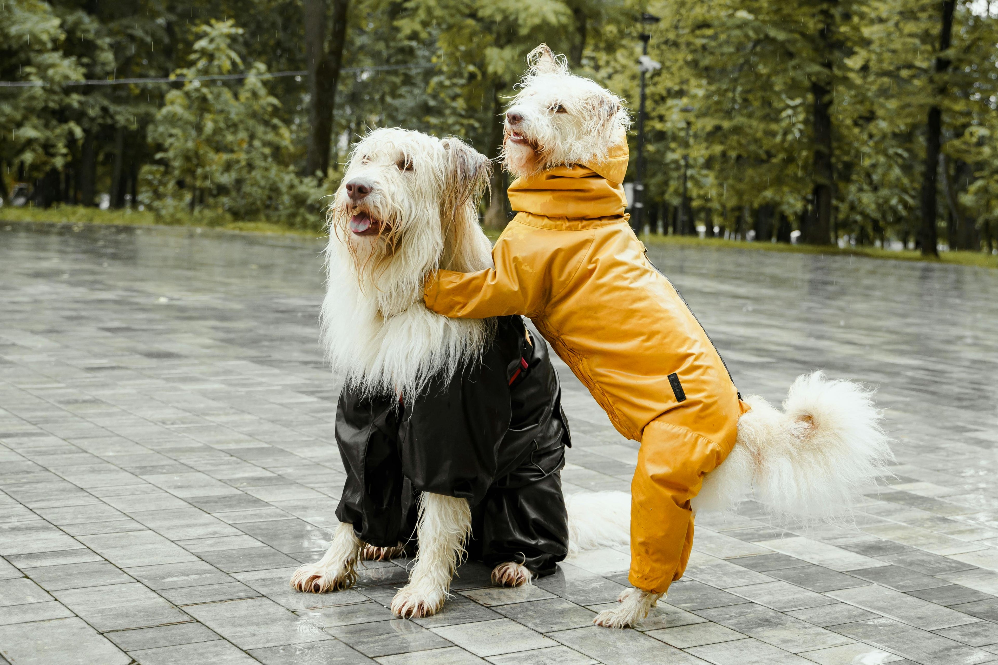 How to Measure Your Dog or Cat for the Perfect Clothing Fit