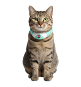 Zeni-Laser Play Collar