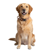 Suki-Safari Style Collar