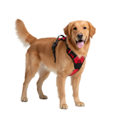 Rocky-Active Harness