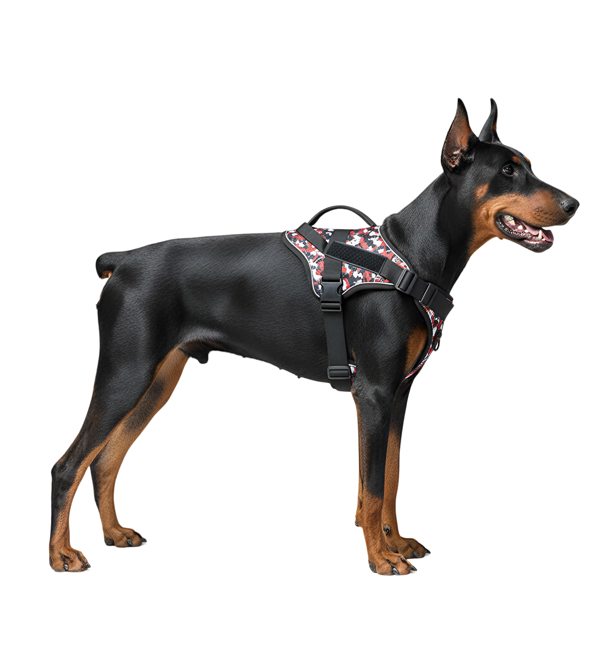 Rex-Guard Harness