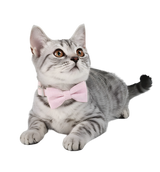 Ella-Gingham Cat Tie