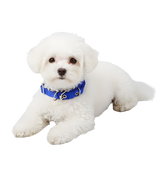 Ruby-Classic Pet Collar