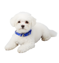 Ruby-Classic Pet Collar