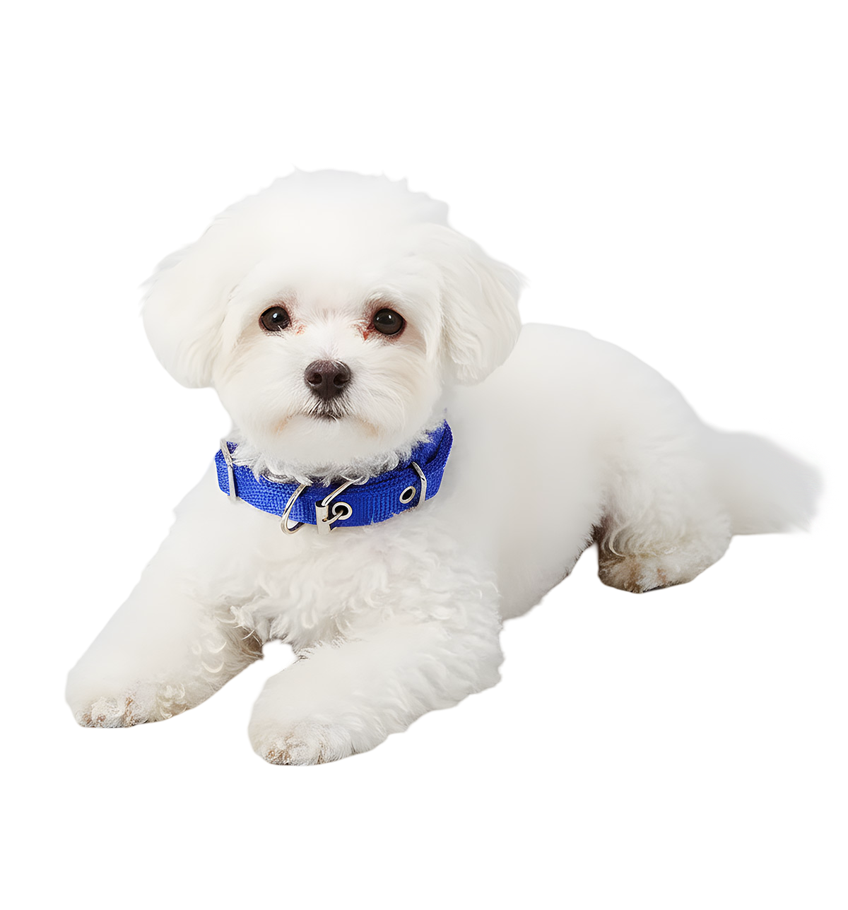 Ruby-Classic Pet Collar