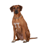 Titan-Steel Link Collar