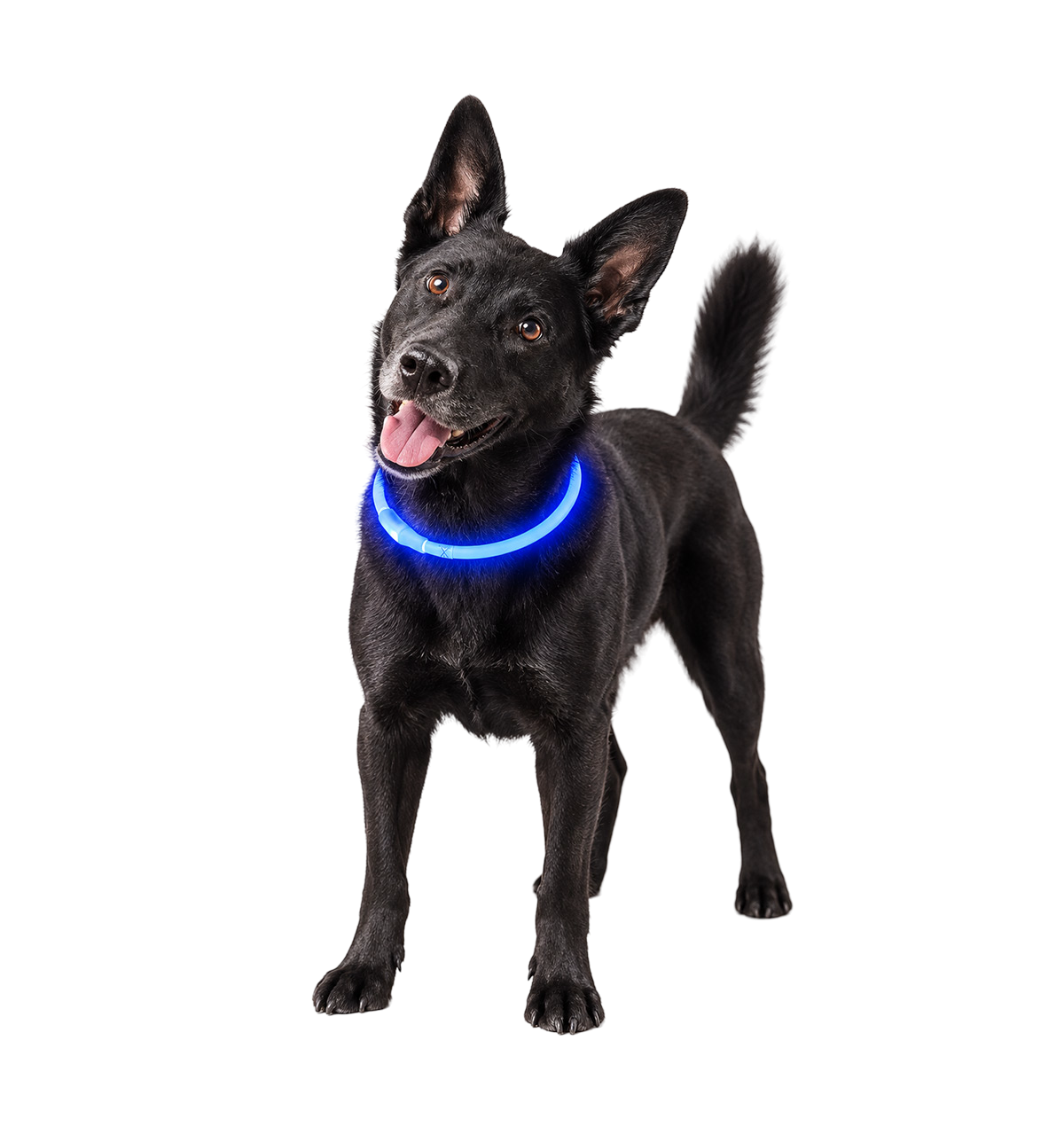 Glow Pet Collar