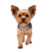 Bella-Diamond Pet Collar