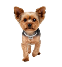 Bella-Diamond Pet Collar