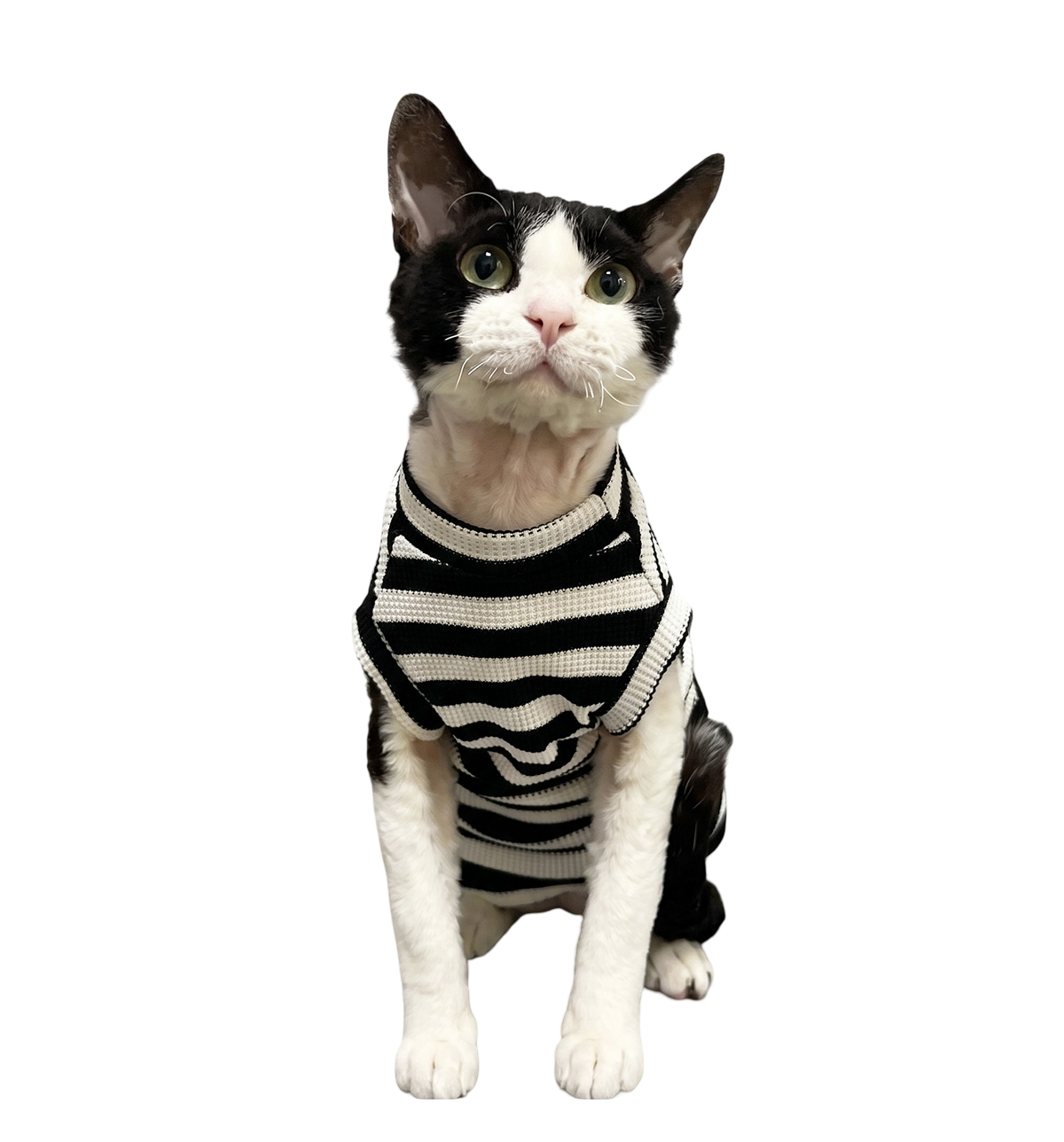 Stripe Pet Sweater