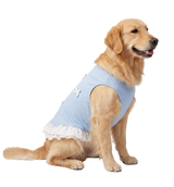 Lace Pet Dress