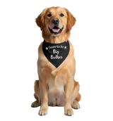 Ollie-Big Brother Scarf