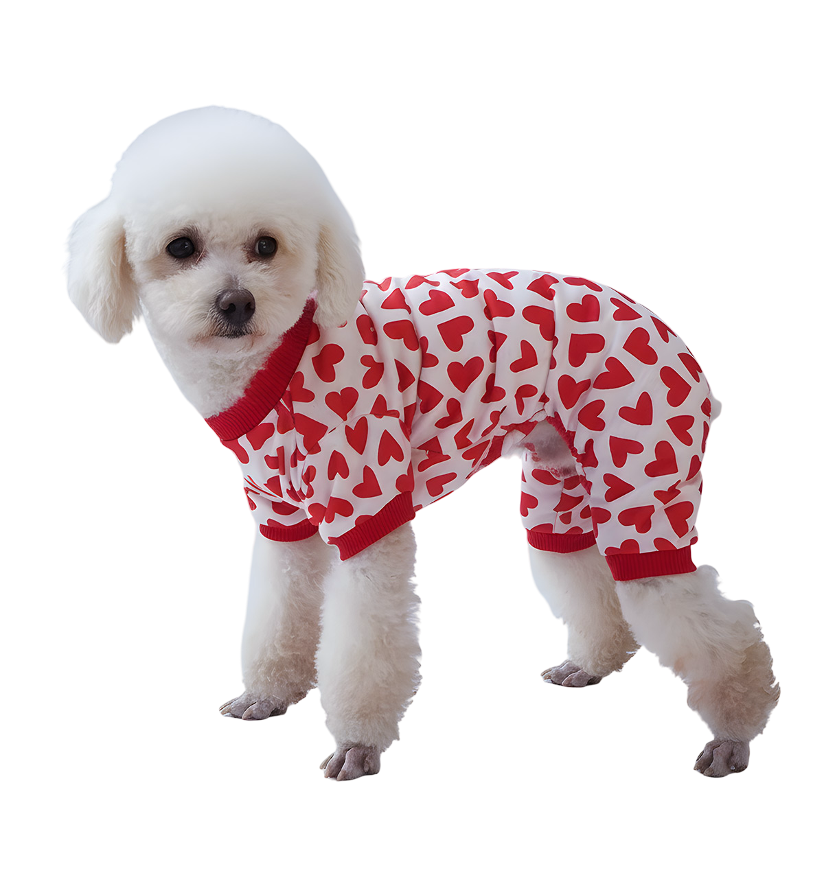 Leni-Valentine Pet Suit