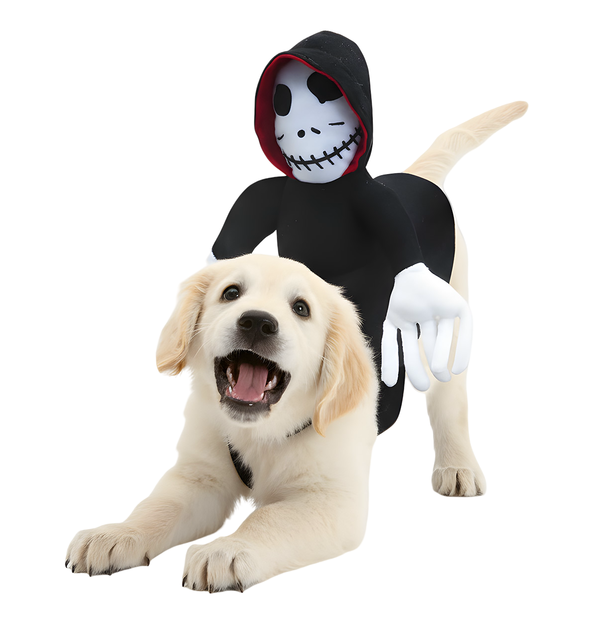 Nino-Halloween Pet Suit