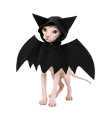 Bat Wing Pet Costume