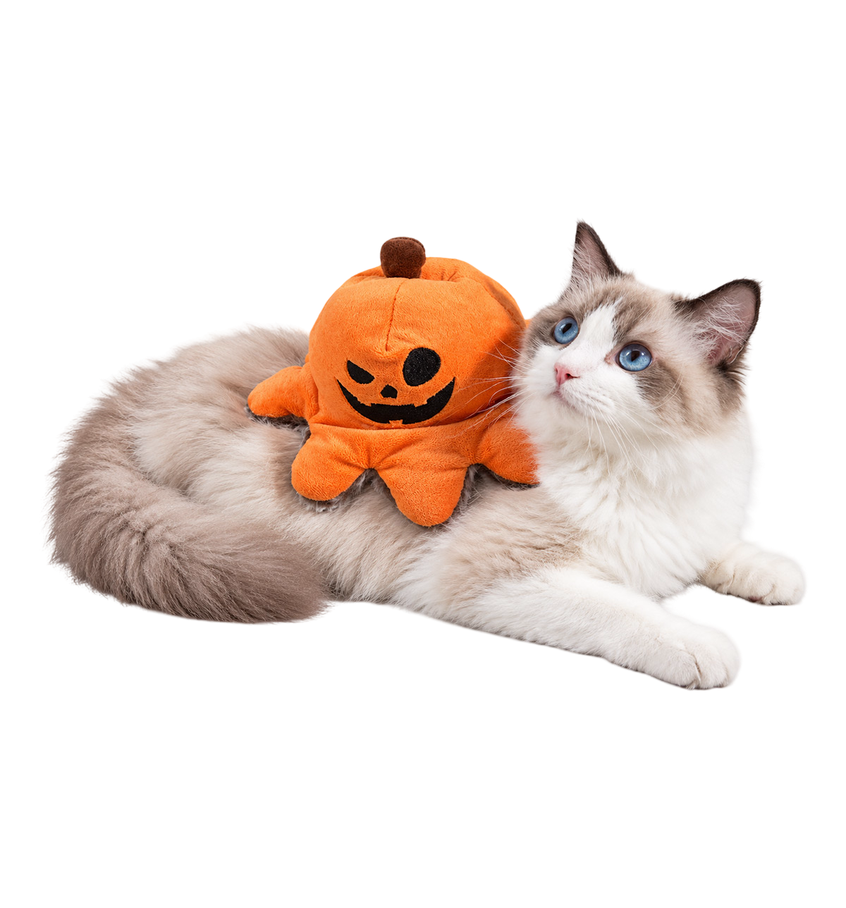 Pumpkin Rider Pet Costume