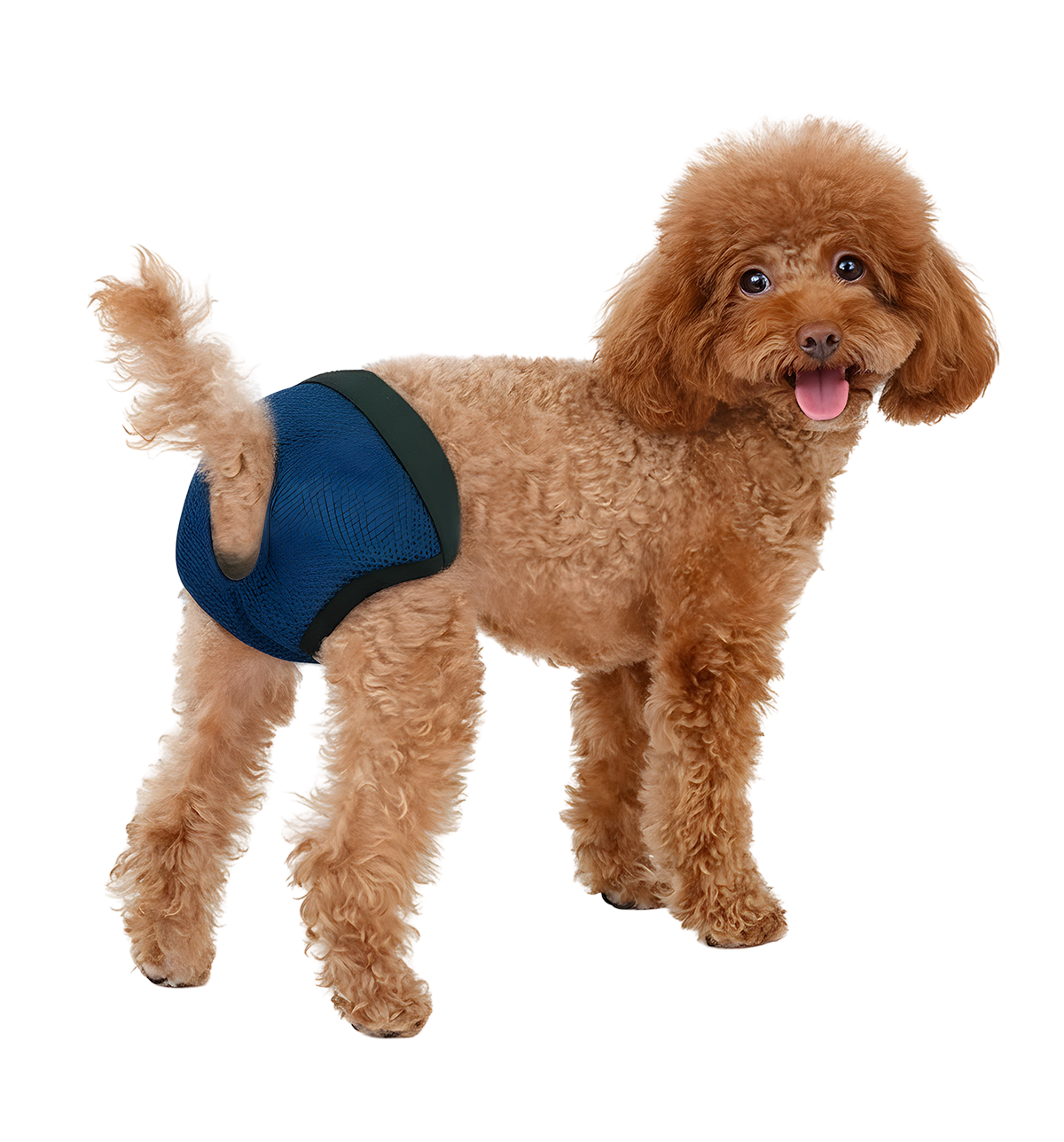 Mira-Comfort Pet Briefs