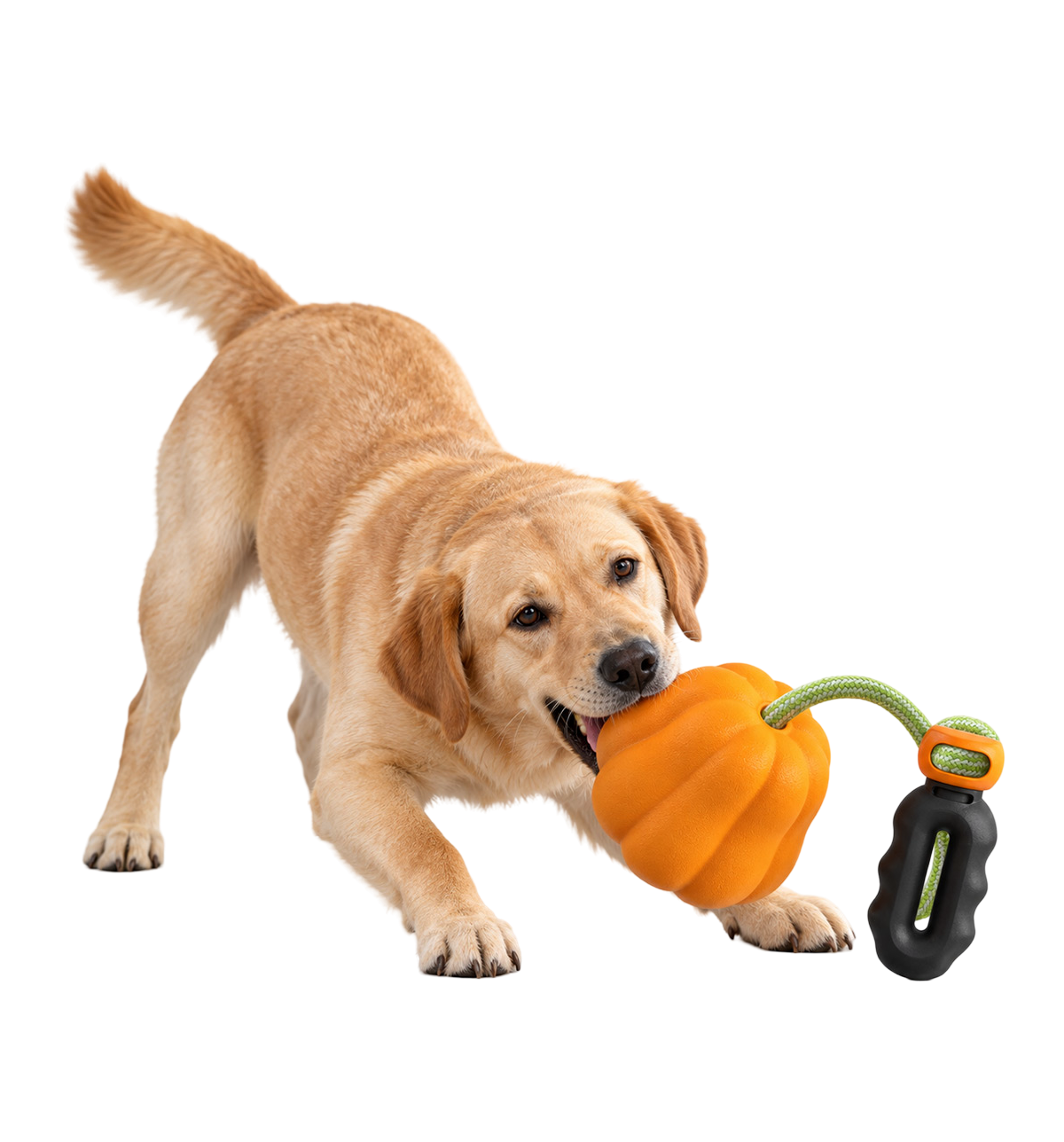 Pumpkin Tug Dog Toy