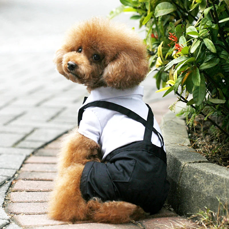 Dog Tuxedo Suit