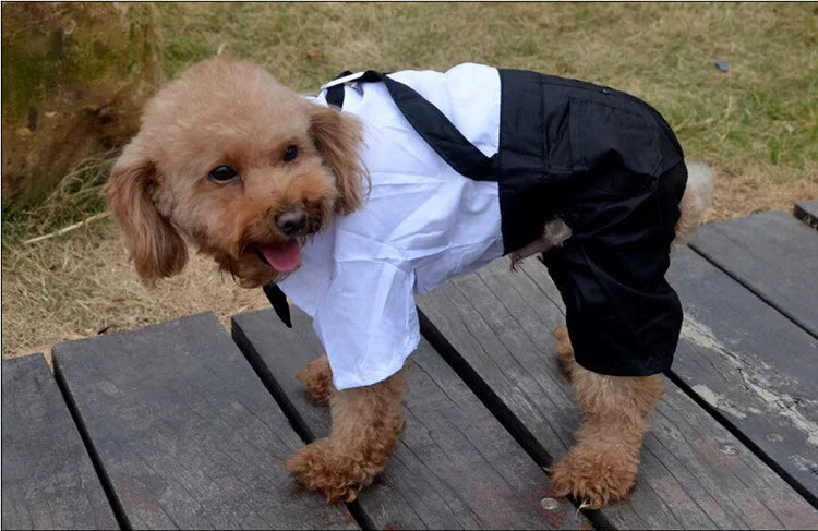 Dog Tuxedo Suit
