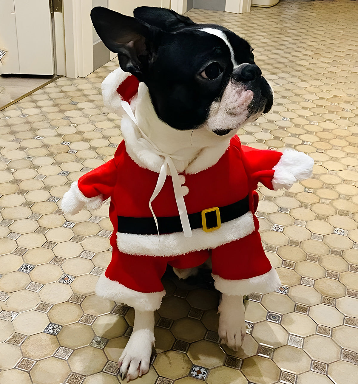 Trix-Christmas Pet Suit