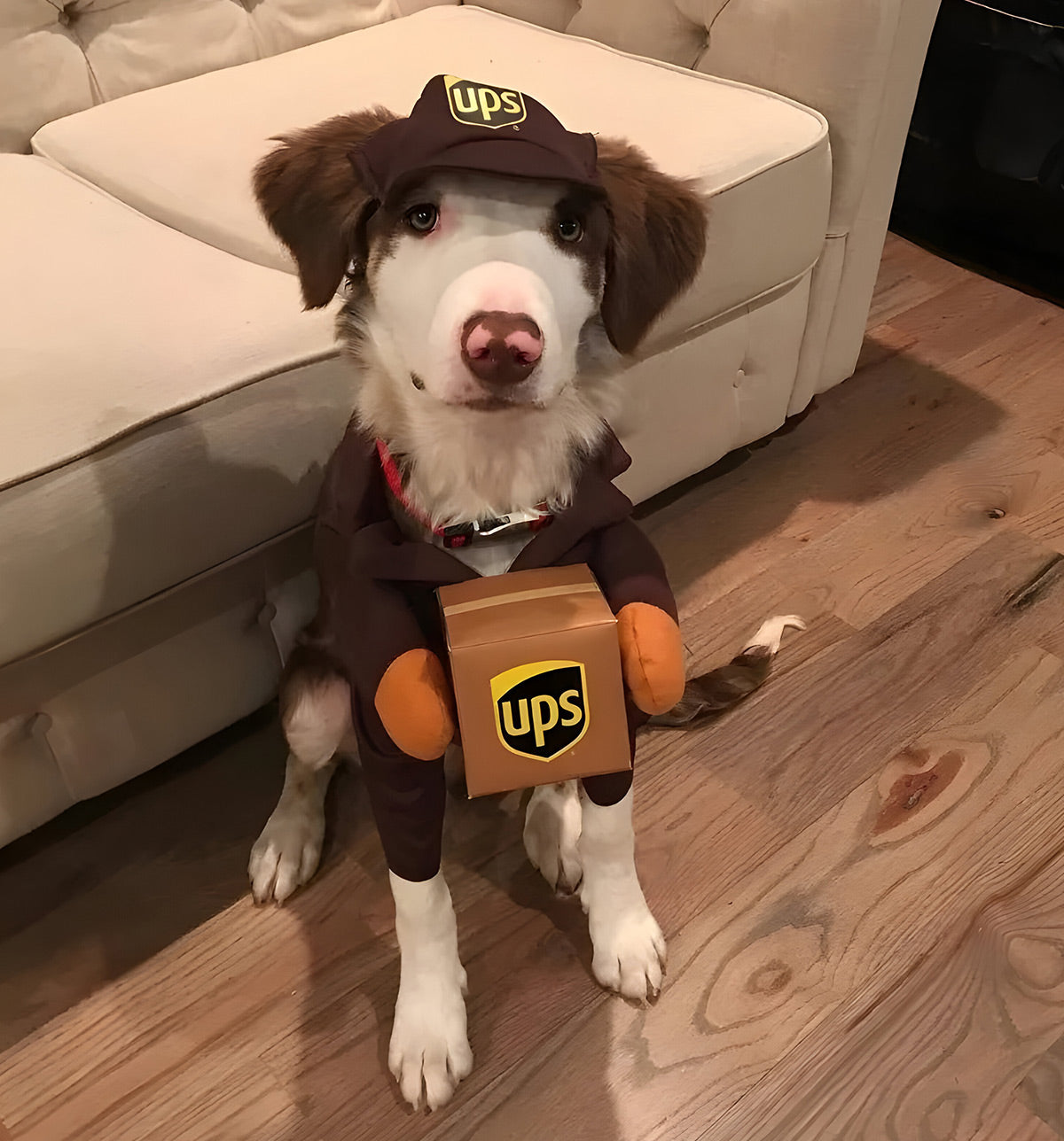 Dexo-Delivery Pet Suit