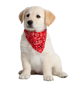 Milo-Colorful Pet Scarf