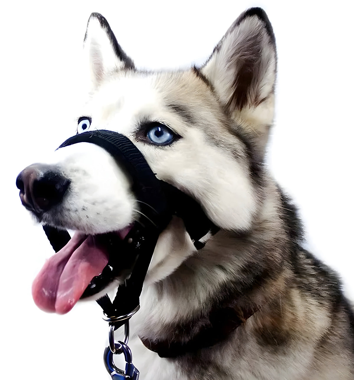 Roxy-No Pull Harness