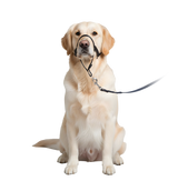 Roxy-No Pull Harness