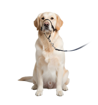 Roxy-No Pull Harness