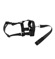 Roxy-No Pull Harness