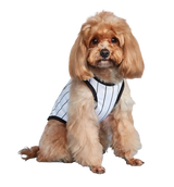 Rex-Sport Pet Jersey