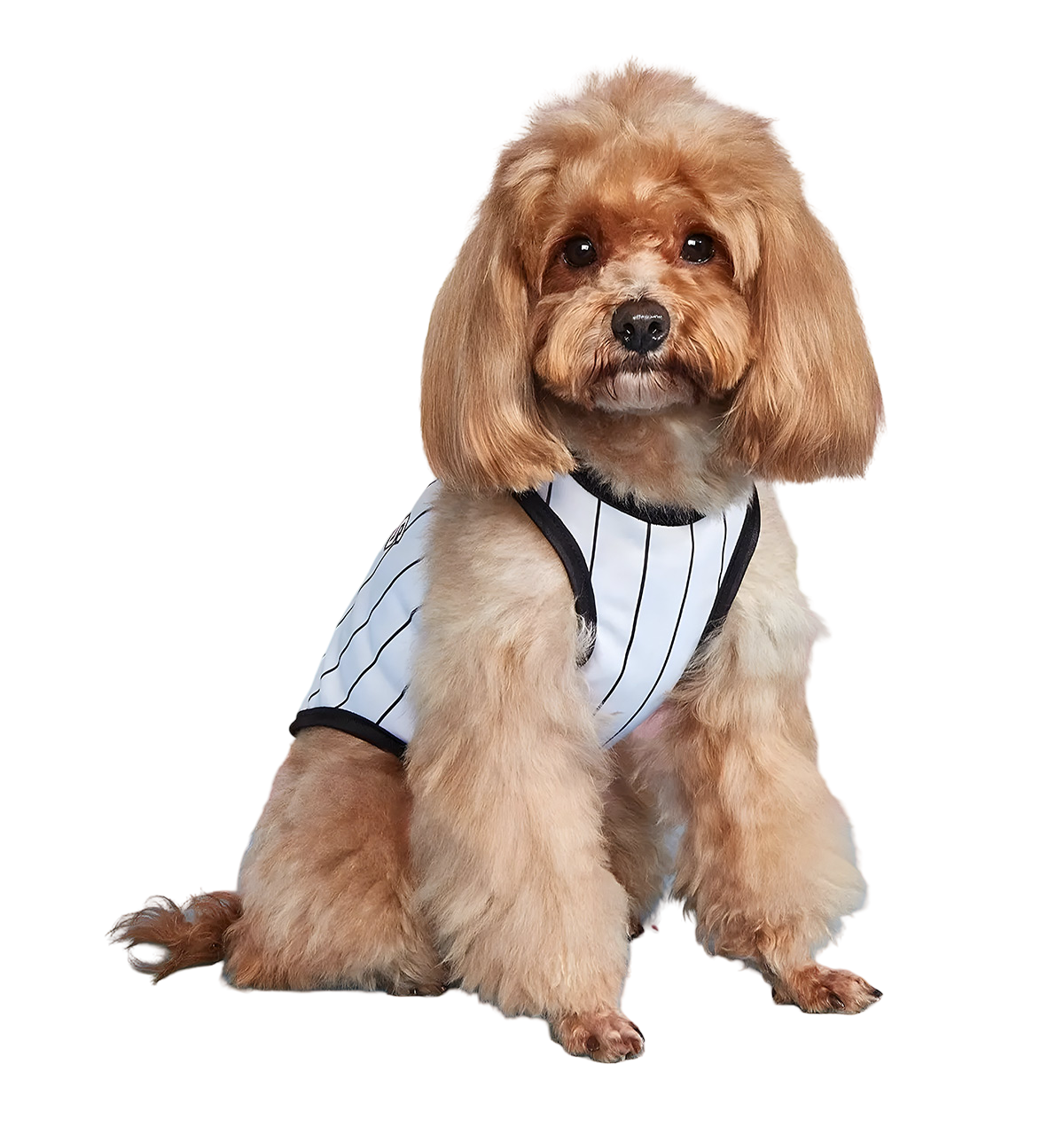 Rex-Sport Pet Jersey