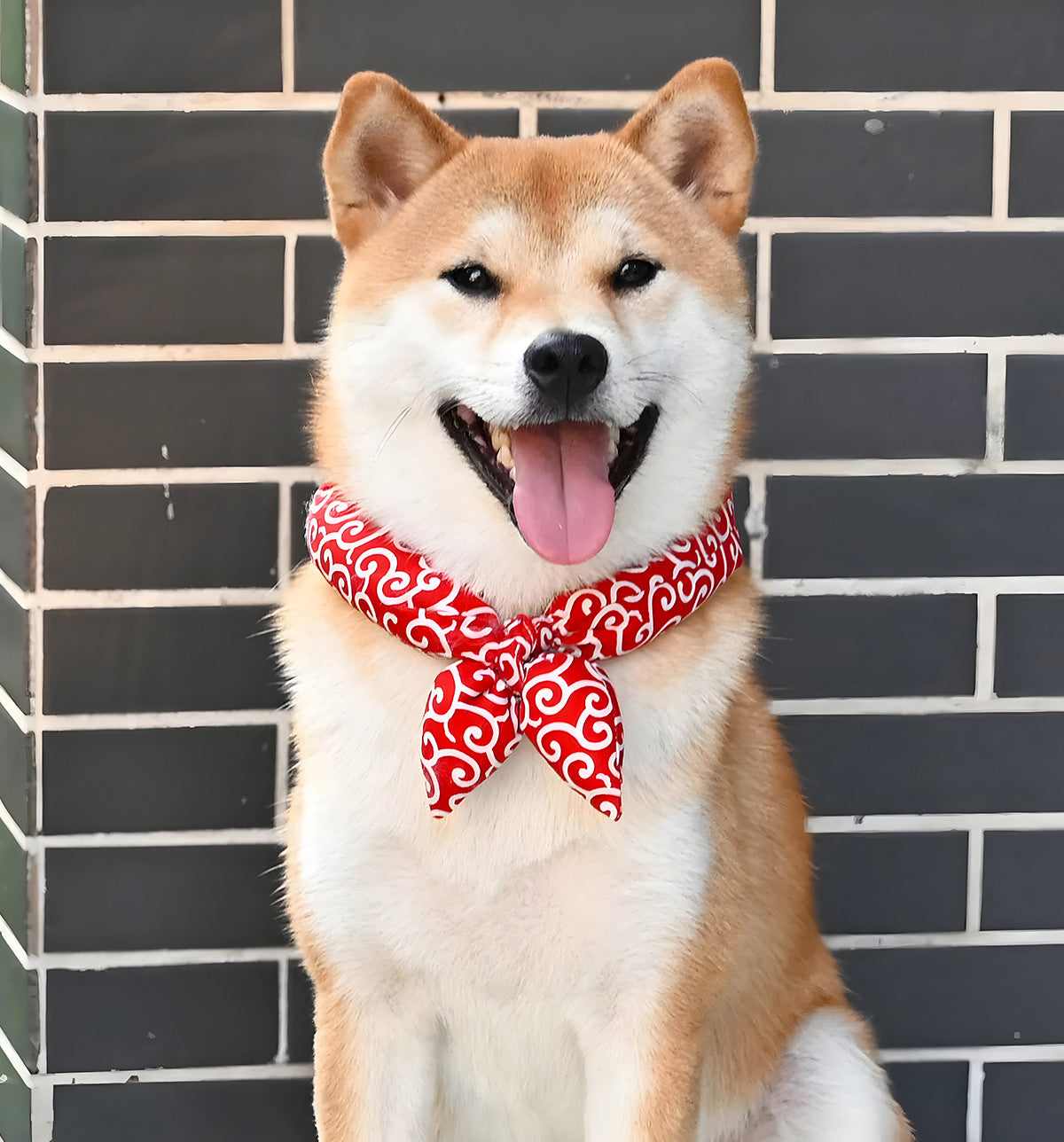 Nori-Classic Pet Scarf