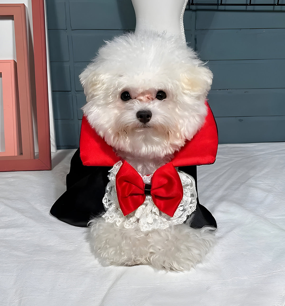 Vera-Vampire Pet Cape