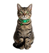 Nila-Green Bell Collar