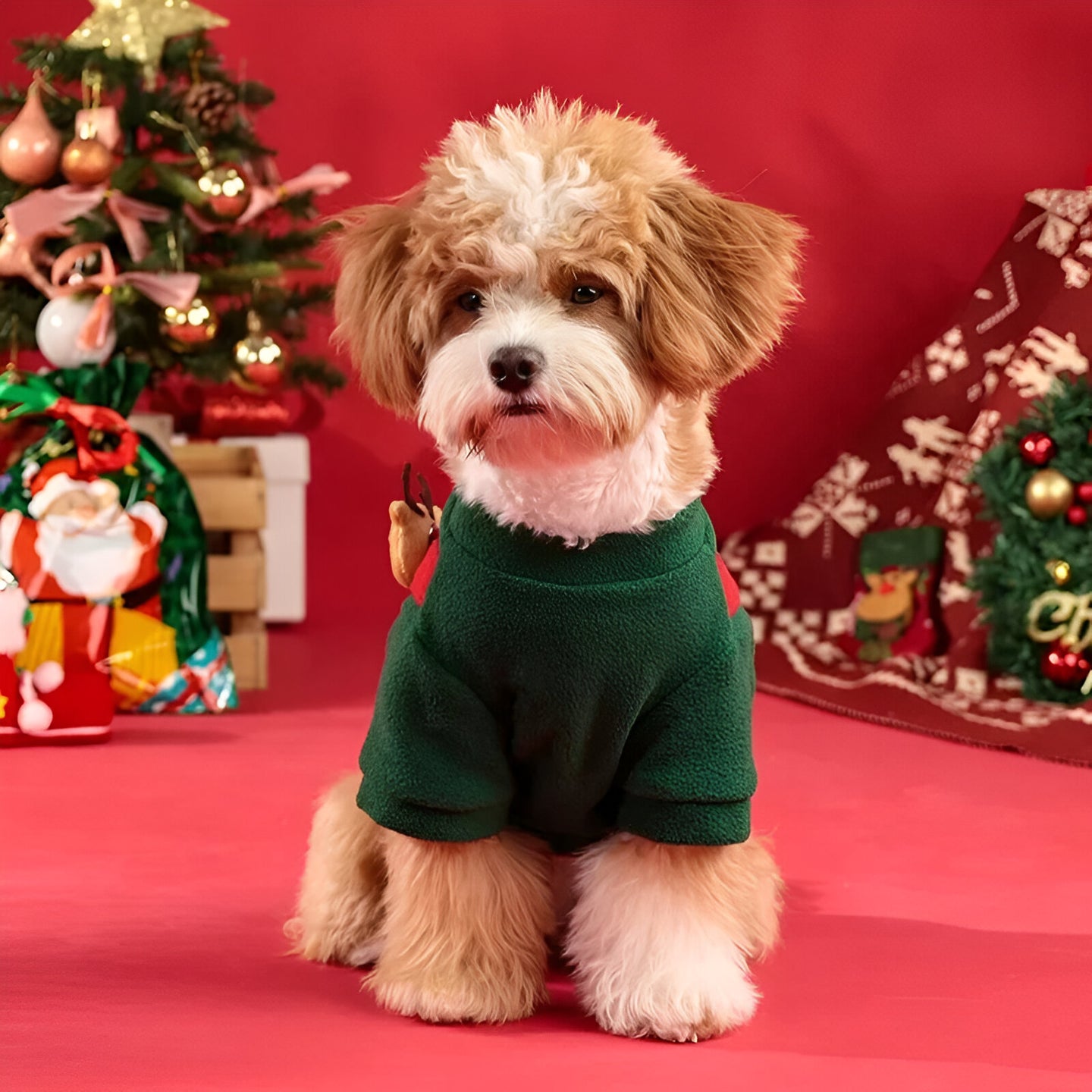 Noel-Holiday Pet Suit