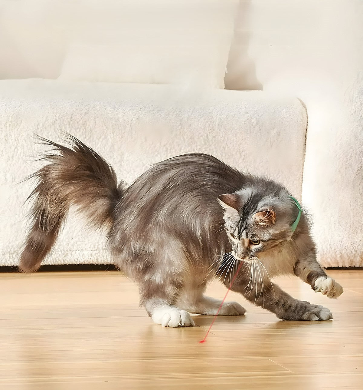 Zeni-Laser Play Collar