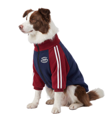 Varsity Dog Jacket