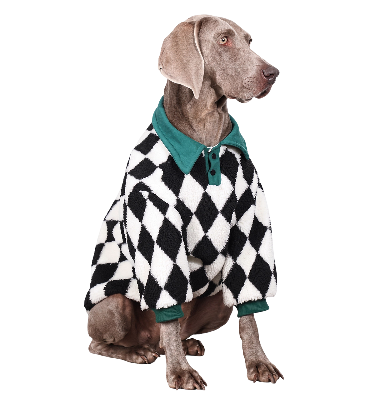 Harlequin Pet Polo