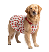 Berry Pet Dress