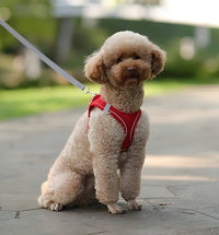 Luna-Comfort Fit Harness