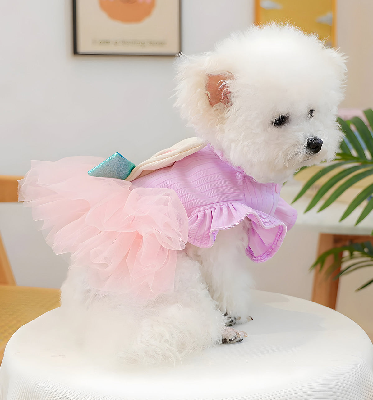 Loly-Fairy Pet Dress