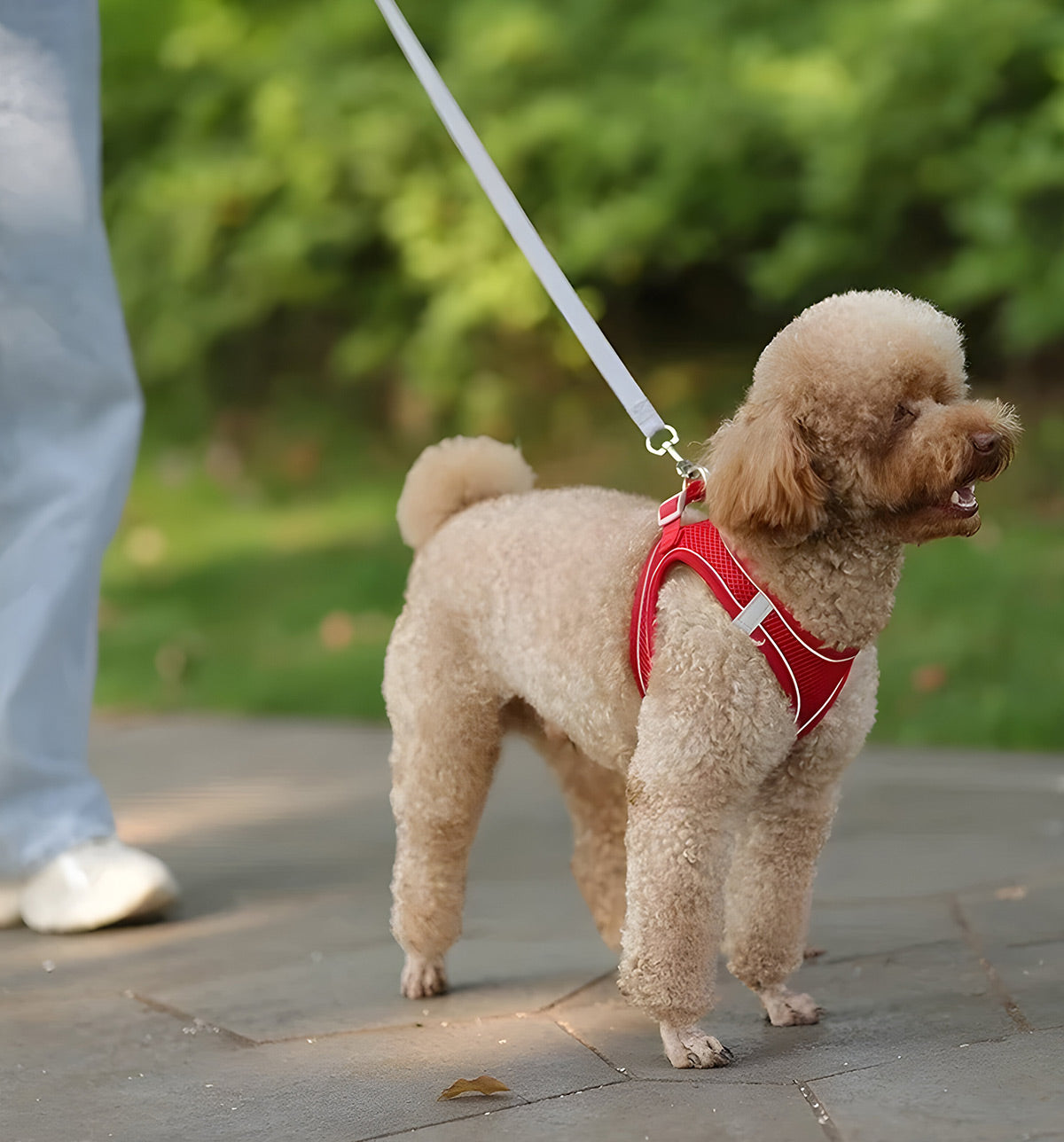 Luna-Comfort Fit Harness