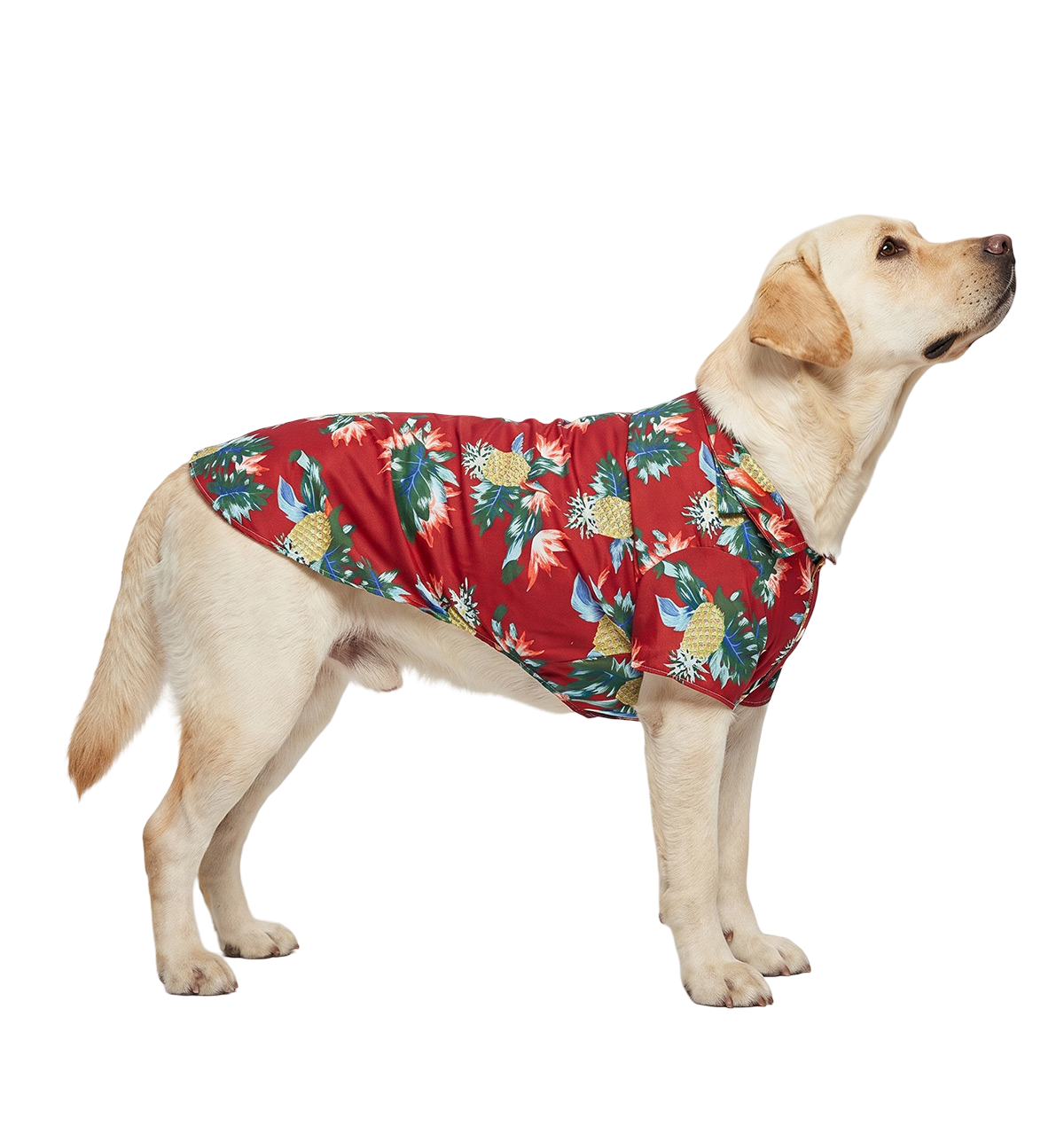 Tropical Pet Shirt