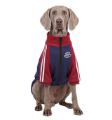 Varsity Dog Jacket